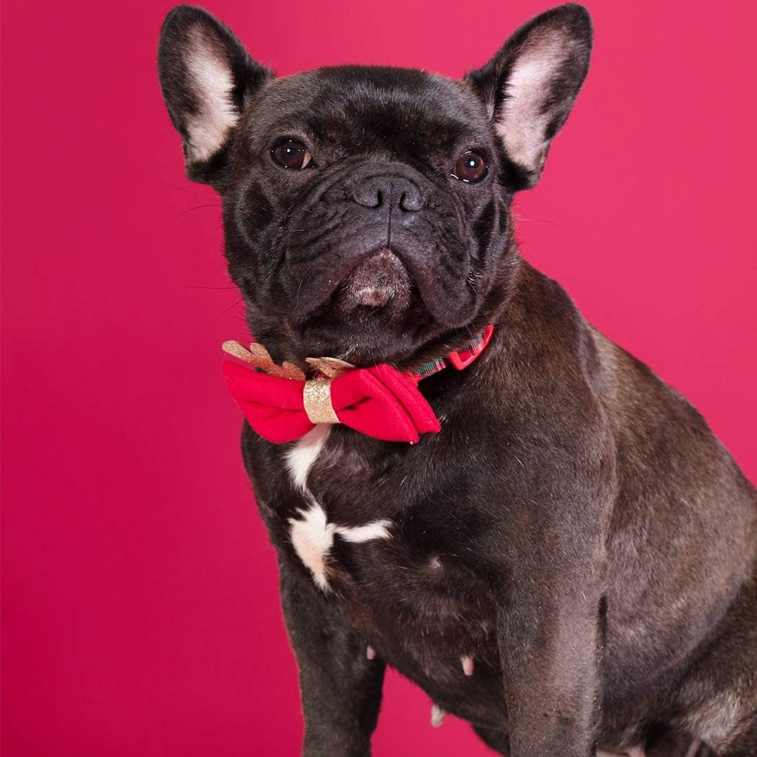 Valentines Dog Collar with Bowtie Pink Hearts Dog Collar Adjustable Size Suitable for Small Medium Large Dogs